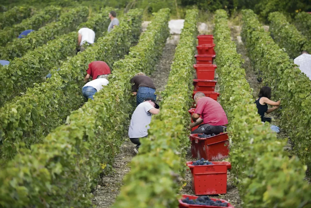 p2-vendanges_JEU